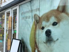 -南京Hallo宠物乐园·哈罗犬舍·柴犬繁育基地