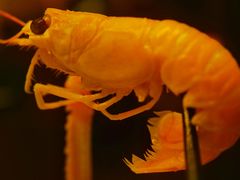 -佛山希尔顿酒店·融誉亚洲美食荟