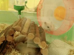 -龙猫仔乐园(惠福东路店)