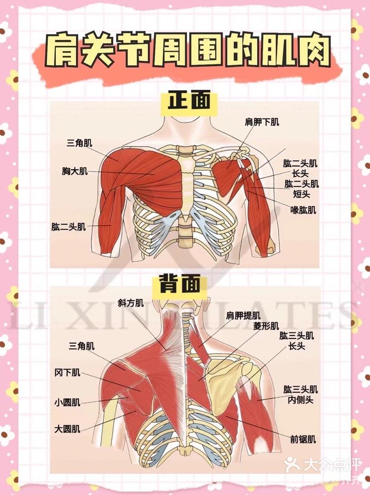 肩部名称图解图片