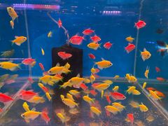 -双季花艺园艺市场(浦东店)
