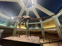 -奥兰多迪士尼动物王国乐园