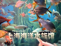 -上海海洋水族馆