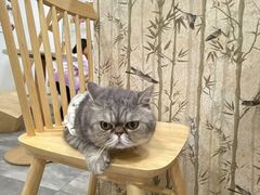 -楼上猫咖(罗湖店)