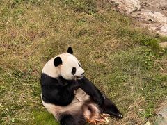 -栾川竹海野生动物园