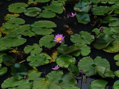 -深圳仙湖植物园