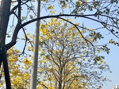 -洲头咀公园