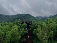 -大唐贡茶院
