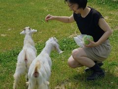 -田园东方蜜桃村的田野营地