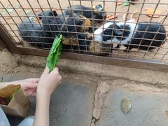 -海南热带野生动植物园