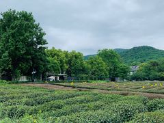 -九里云松·天香餐厅