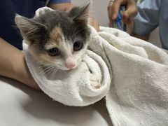 -御宝贝·A梦猫科宠物医院(国际猫友好医院)