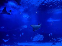 -烟台海昌鲸鲨海洋公园