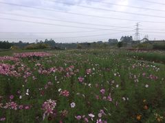 -紫颐香薰山谷景区