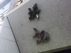 -祥记·苏帮菜·松鼠桂鱼(湖畔天城店)