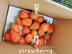 -小鱼草莓采摘园农家乐·小鱼餐厅