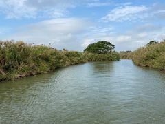 -大湾区中央湿地公园
