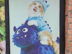 -豆逗聊愈猫阁Easy Life