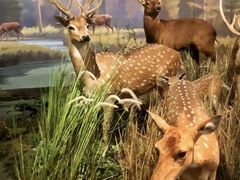 -陕西自然博物馆