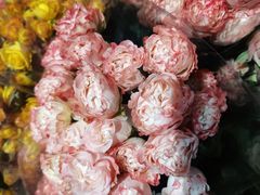 -循礼门鲜花花市(武汉循礼门店)