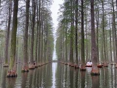 -渌洋湖湿地公园