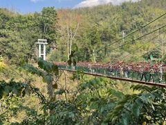 -西双版纳原始森林公园