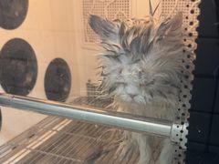 -瑞派宠物医院·犬猫全科·猫友好(宾水西道店)