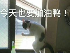-西安外国语大学-学生食堂(栾树大道店)