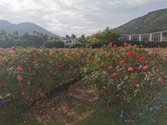 -亚龙湾国际玫瑰谷