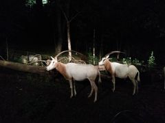 -清迈夜间动物园