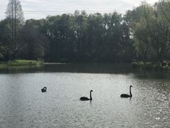 -昆山城市生态森林公园