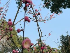 -上海醉白池公园