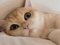 -猫大福·Fortune Cat猫舍(百子湾店)