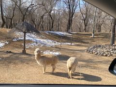 -北京野生动物园