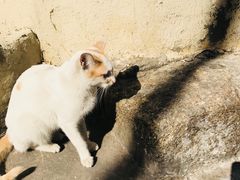 -猫咪博物馆(顶澳仔猫街店)