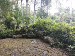 -广西壮族自治区药用植物园