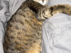 -瑞派宠物医院·中兽医专科(中央商城分院)