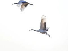 -盐城丹顶鹤湿地生态旅游区