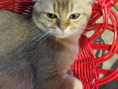 -猫咪咖啡·猫咖(万达广场店)