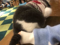 -猫猫幼稚园·撸猫·桌游·电玩