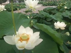 -白洋淀景区