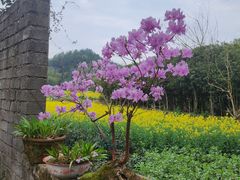 -新安江山水画廊风景区