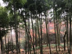 -莫干山风景区