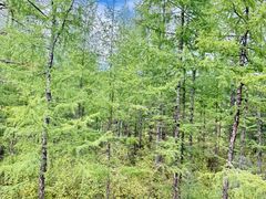 -莫尔道嘎国家森林公园