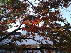 -秋霞圃