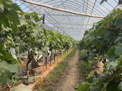 -马陆小张葡萄园农家乐