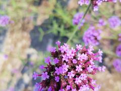 -北纬44度·金珠花海休闲农业旅游景区