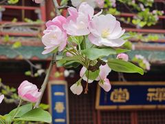 -潭柘寺景区