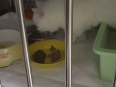 -美联众合动物医院·24h转诊中心