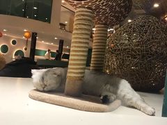 -飞行喵MR PILOT|猫舍·猫咖(静安大融城店)